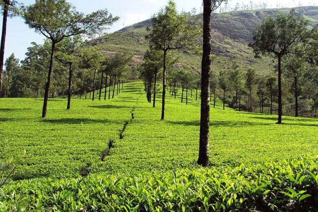 Munnar tea plantations included in Kerala tour packages itinerary