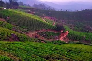 The Top Hill Stations in Kerala: From Munnar to Wayanad