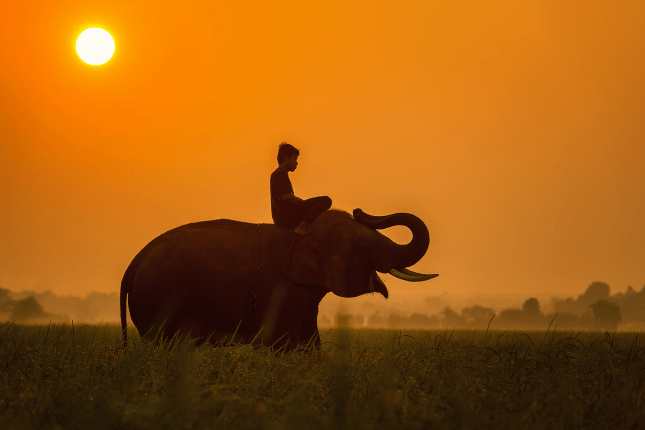 Elephant Rides and Bathing - Thekkady | Kerala Tour Packages 