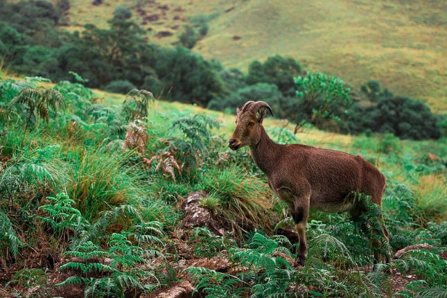 The Tranquil Hill Retreats of Idukki: Where Nature Unwinds | Kerala Tour Packages | Paradise Holidays