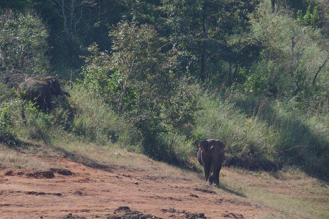 Exploring the Exquisite Biodiversity of Periyar Tiger Reserve with Paradise Holidays’ Kerala Tour Packages