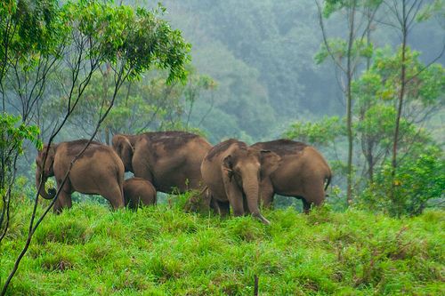 Wild elephants in Gavi forest – wildlife safari in Kerala tour packages