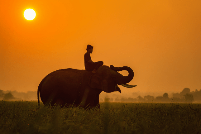 Elephant ride and bathing in Thekkady