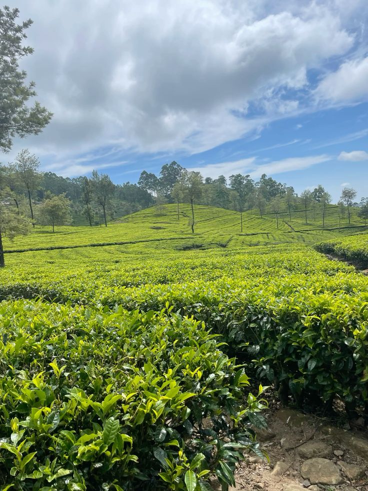 Misty hill stations and tea plantations in Kerala ideal for winter travel