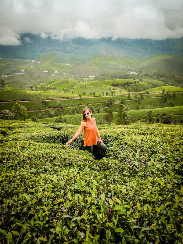 Munnar tea gardens covered in winter mist