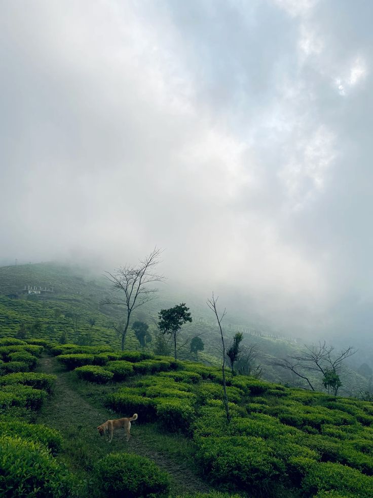 Munnar tea gardens during calm February travel