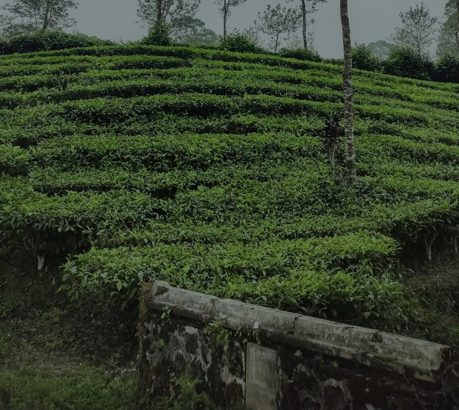c3a96dd4a48e0d945599bdbdd225bc5a-1-1153x2048