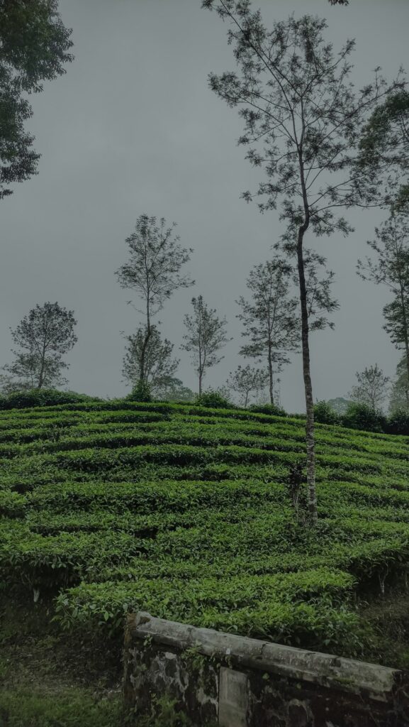 Scenic routes included in customized Kerala travel packages
