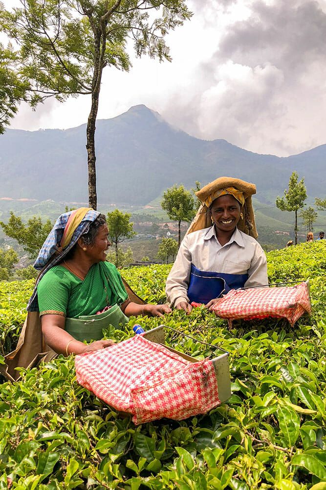 Tea plantation walk in Munnar with women-friendly Kerala tour packages