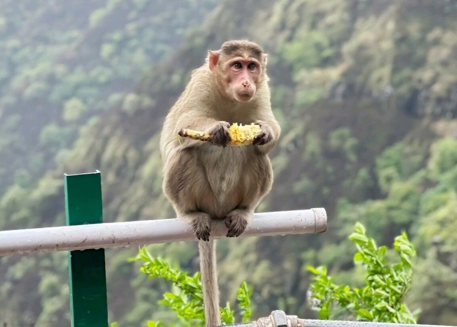 wildlife-in-keralatravel-packages-1152x2048