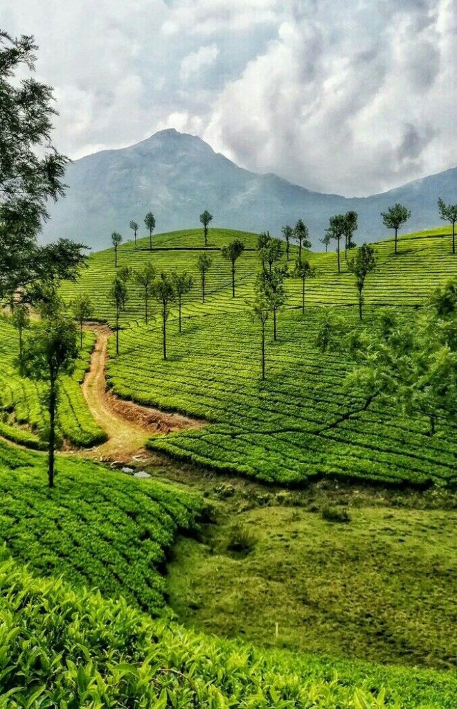 Misty tea plantations in Munnar during February morning