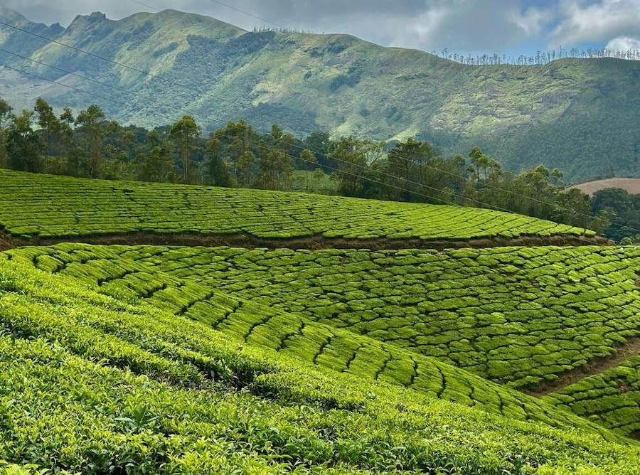 Munnar-tea-gardens-covered-in-morning-mist-1152x1536