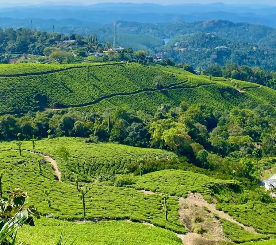Munnar-tea-plantations-hill-station