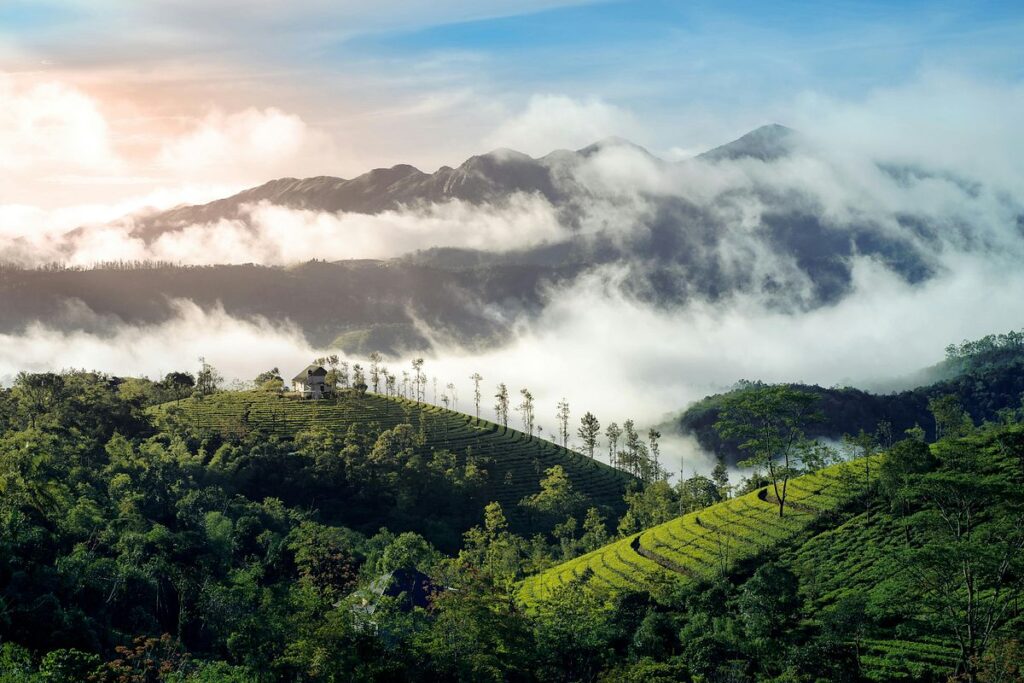 Wayanad hill station forest landscape Kerala summer