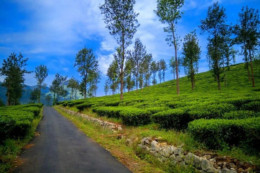 munnar-tea-plantations
