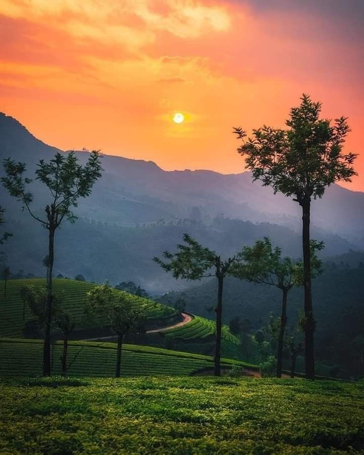 Munnar tea plantations summer travel Kerala