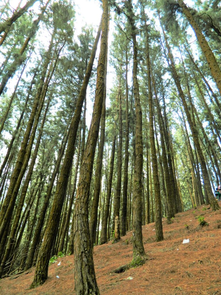 Vagamon pine forest pathway scenic summer destination in Kerala hill stations