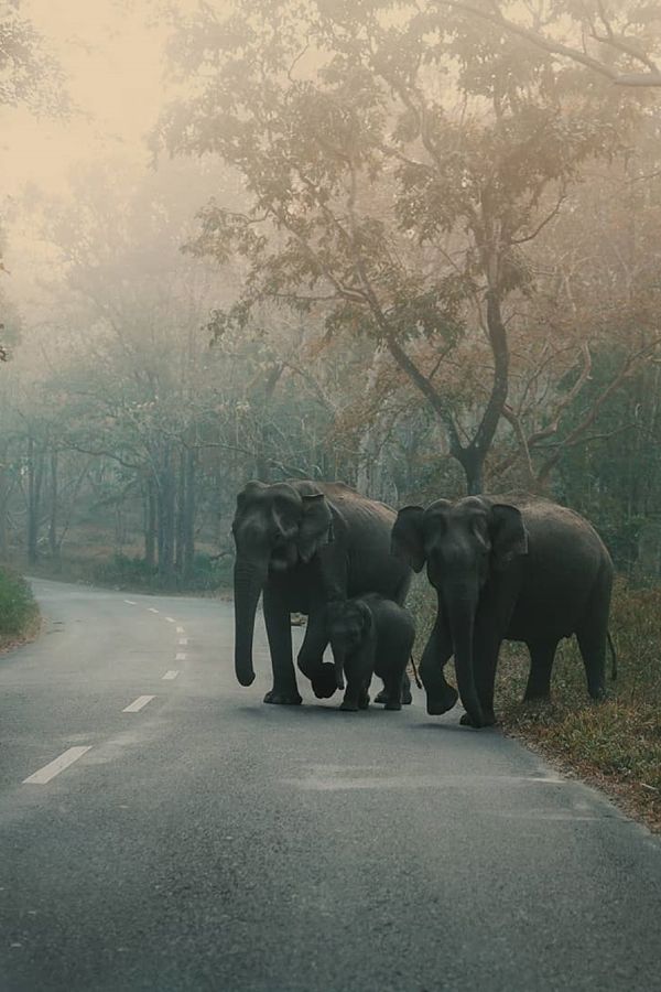 Wayanad forest road trip Kerala