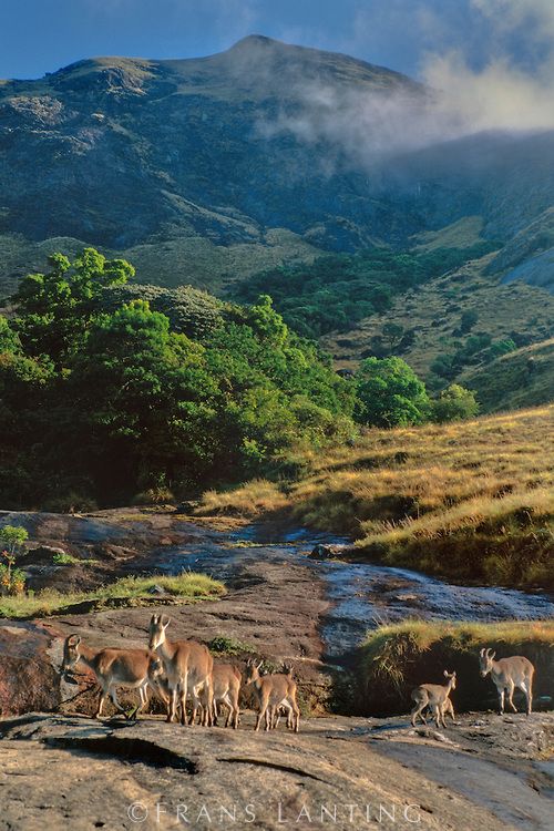Eravikulam National Park Munnar summer visit
