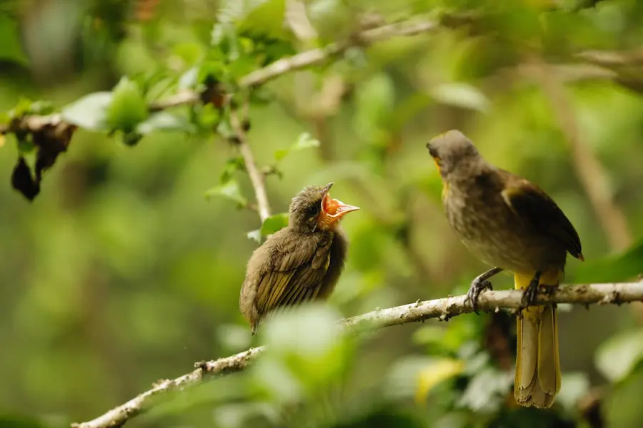 Monsoon Birdwatching in Kerala | Thattekad & Kumarakom Guide