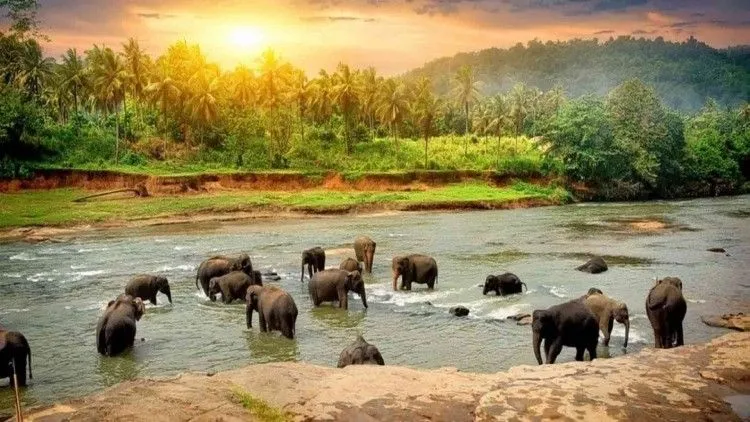 2 Nights / 3 Days Periyar Wildlife Getaway