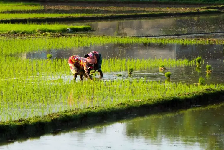 Explore Kuttanad Paddy Fields