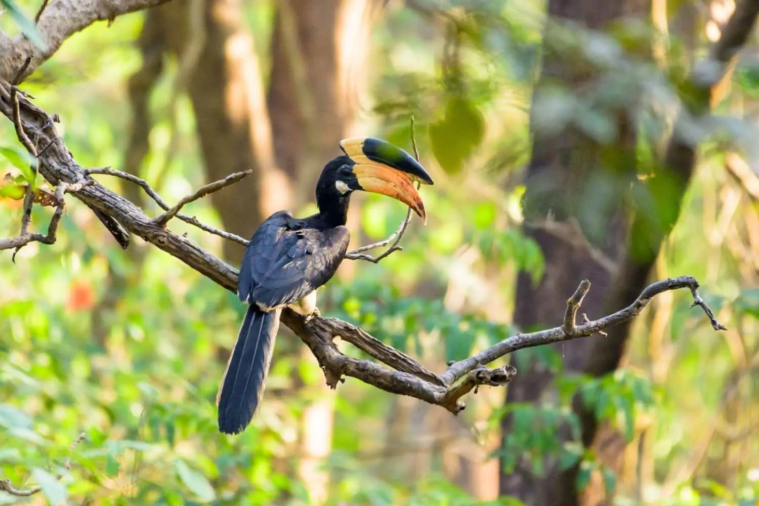 Vazhachal Forest Hornbill Spotting