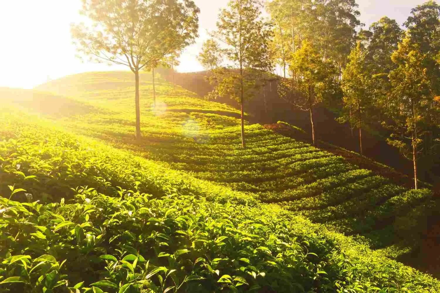 Athirappilly + Munnar Itinerary