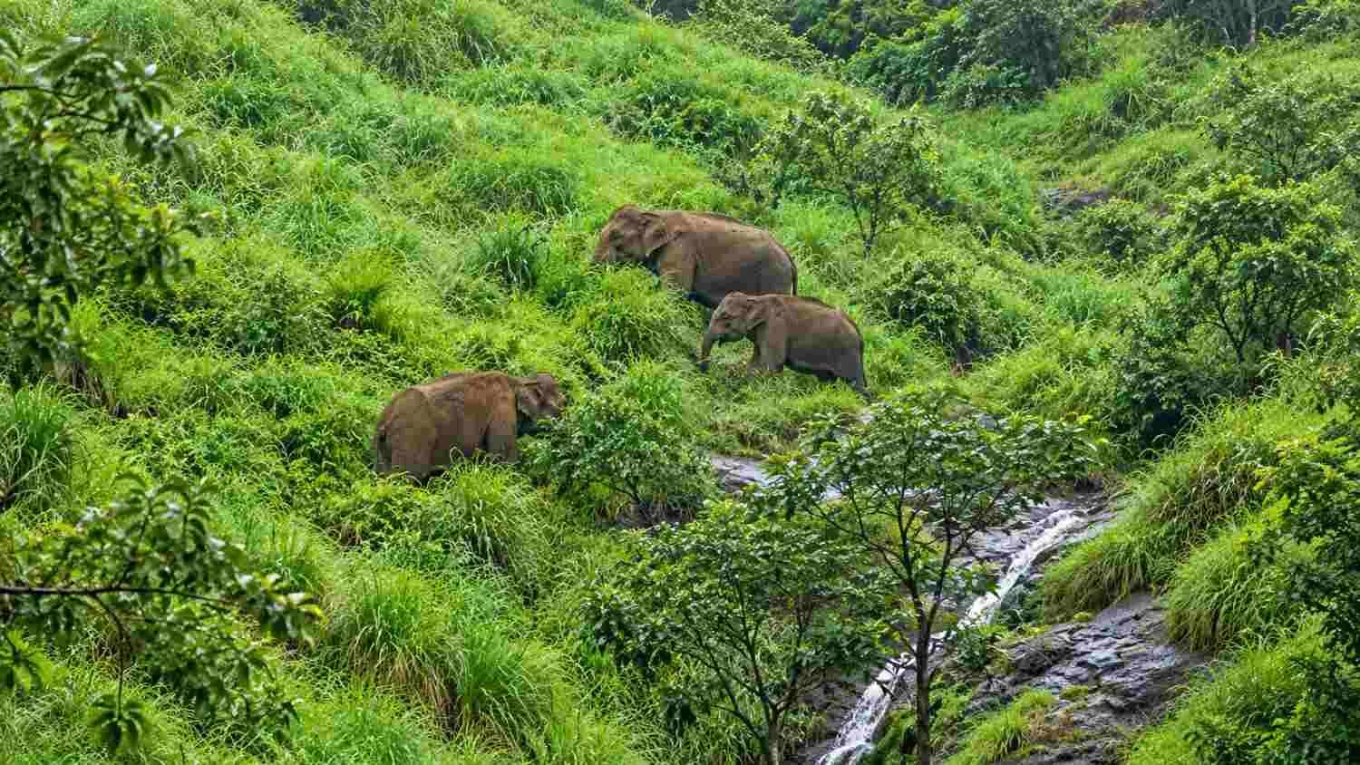 Wildlife & Birdwatching