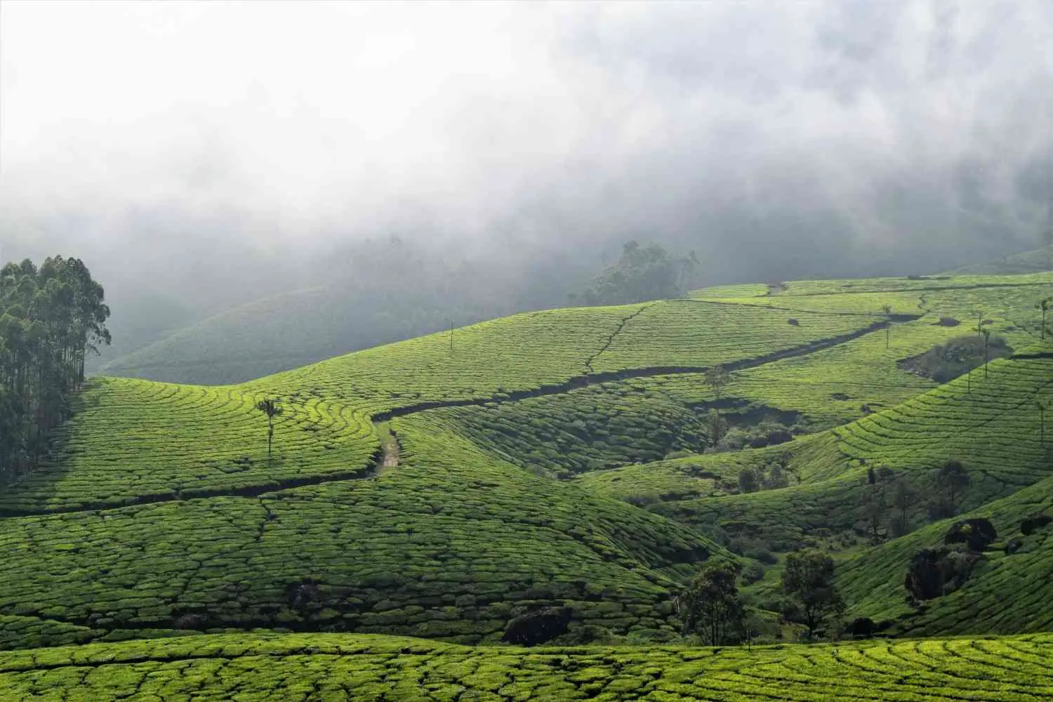 Gavi + Munnar Itinerary