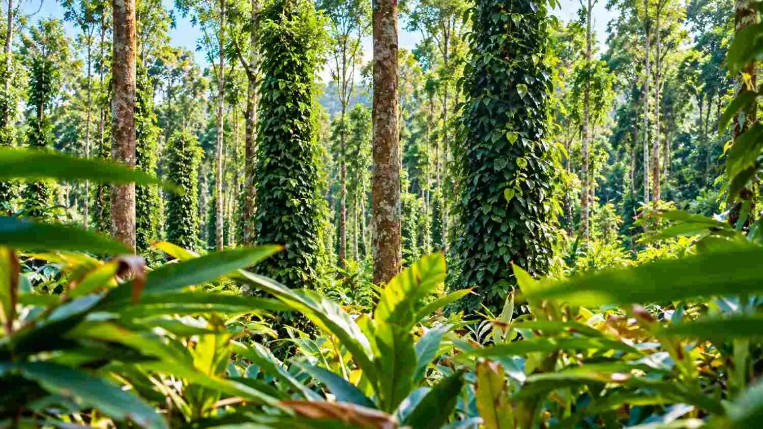Spice Gardens & Cardamom Factory Visits