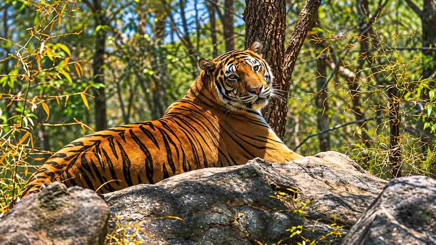 Thekkady & Periyar Tiger Reserve (nearby)