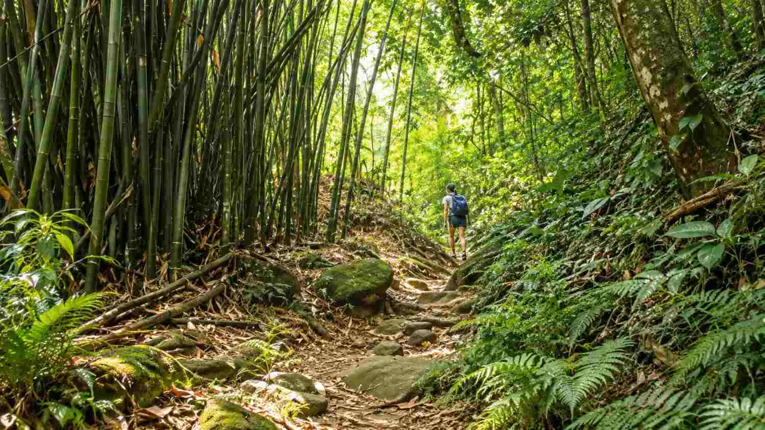 Rainforest Trekking Trails