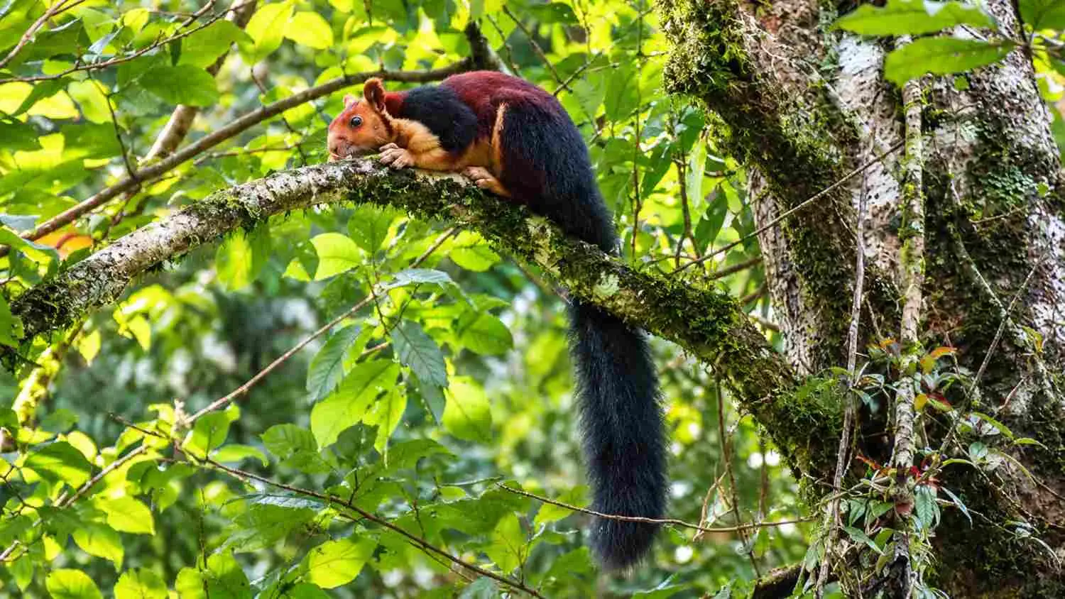 Wildlife & Birdwatching