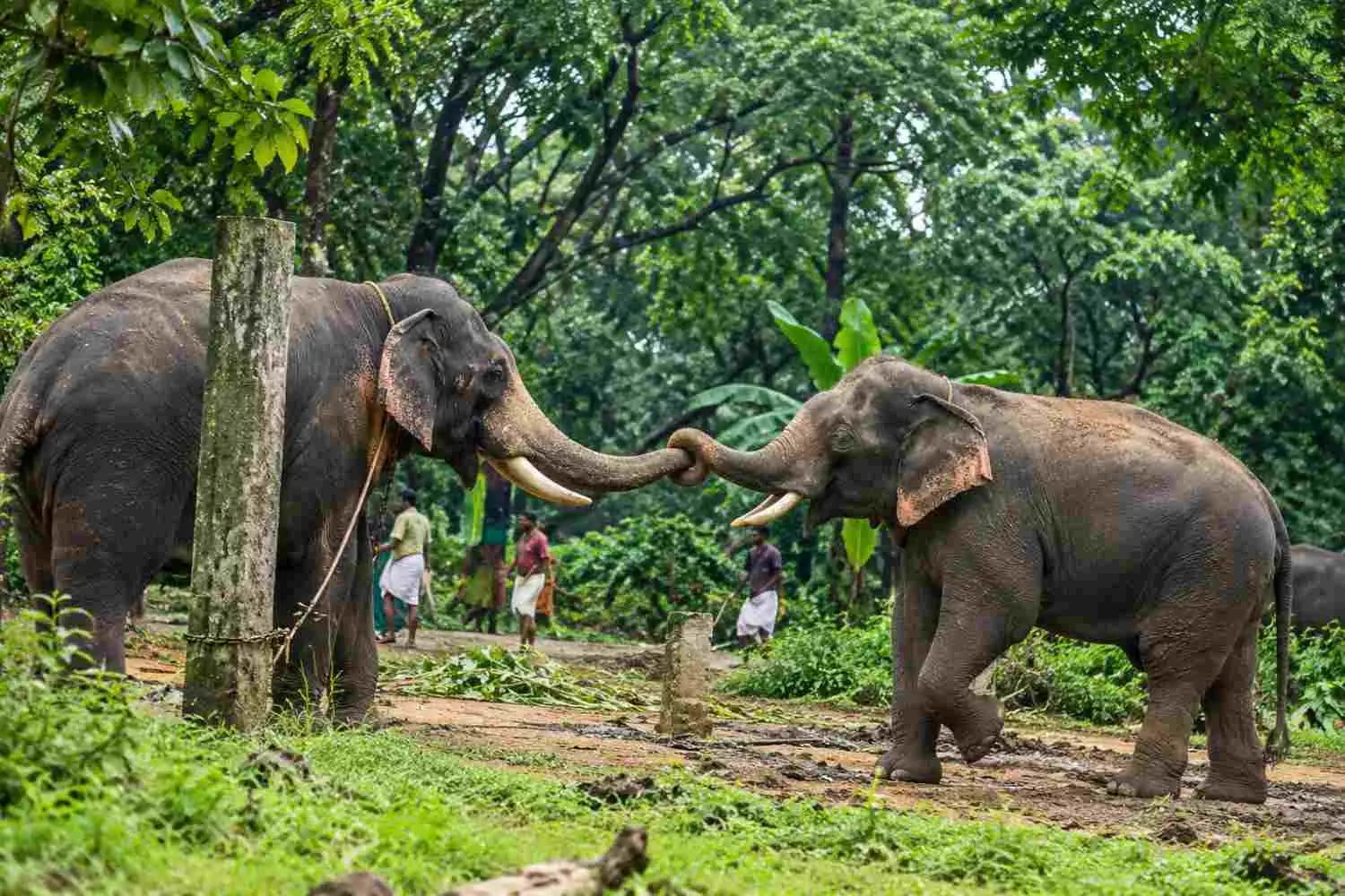Punnathur Kotta (Elephant Sanctuary)