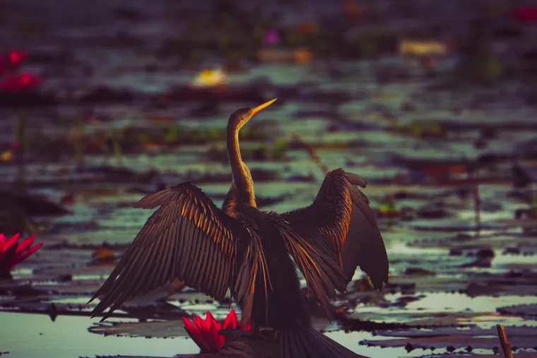 Kumarakom Bird Sanctuary