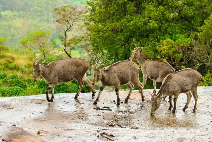 Eravikulam National Park