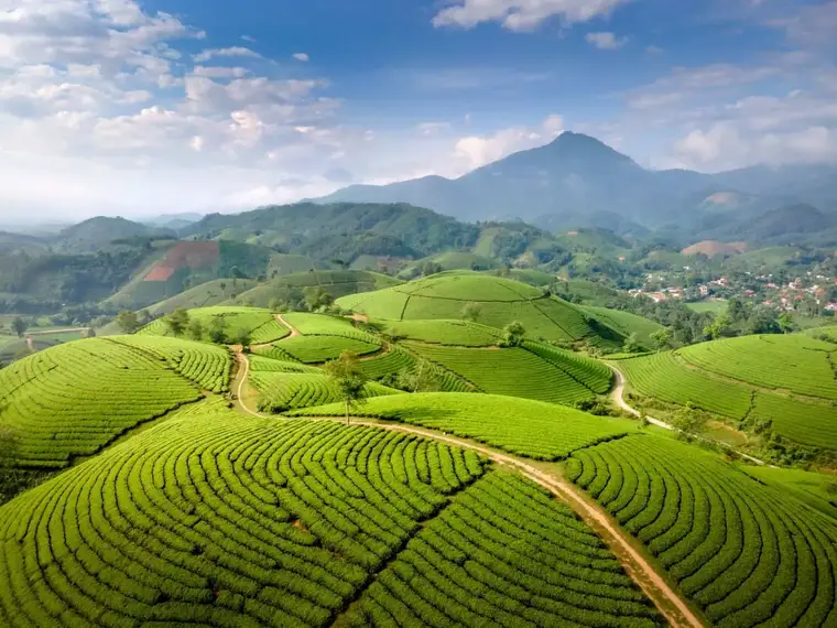 Rolling Tea Plantations of Munnar