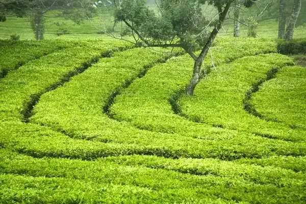 Scenic Tea Trails & Gardens