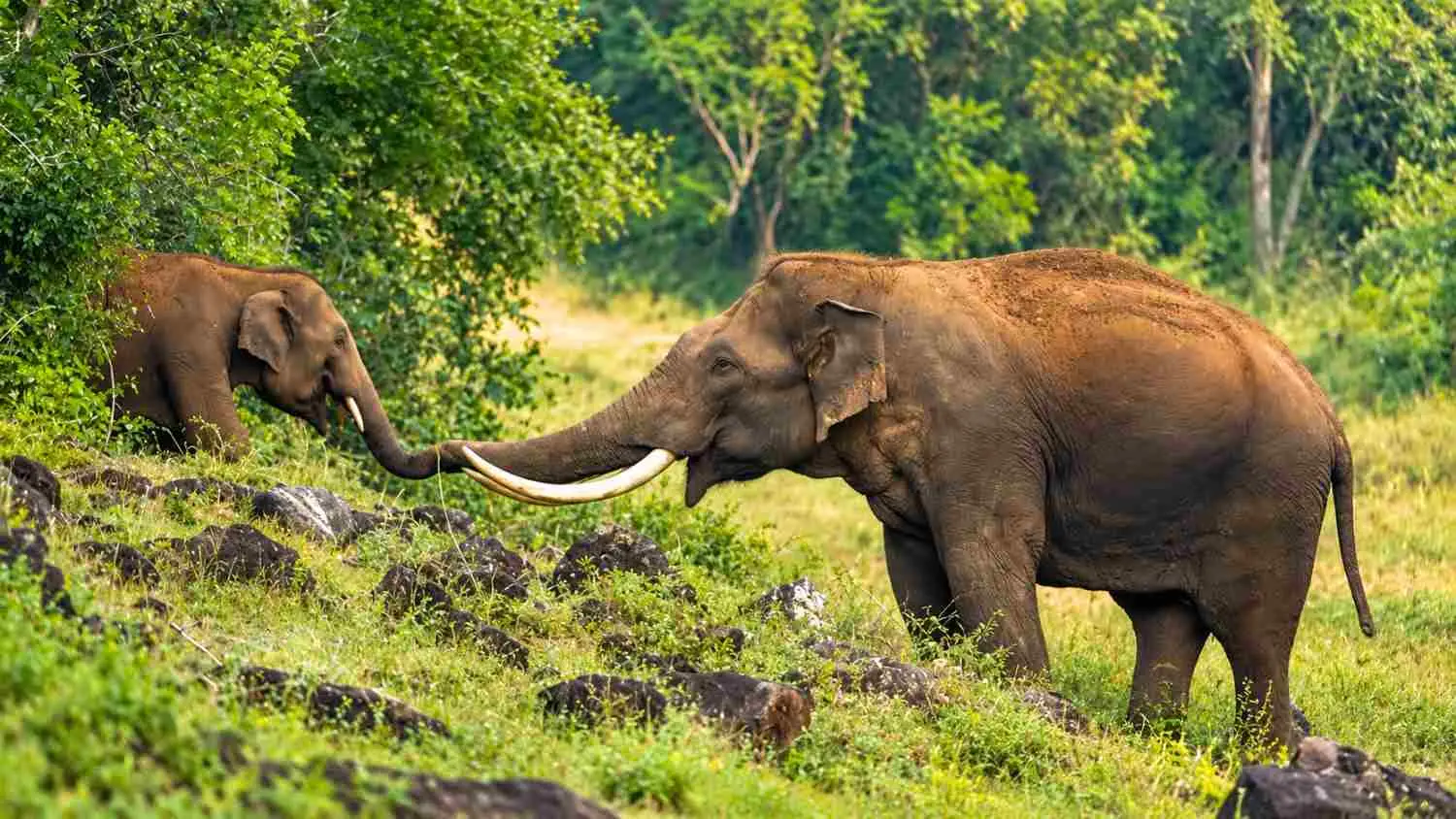 Peppara Wildlife Sanctuary