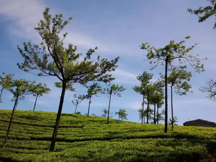Alleppey + Thekkady Itinerary