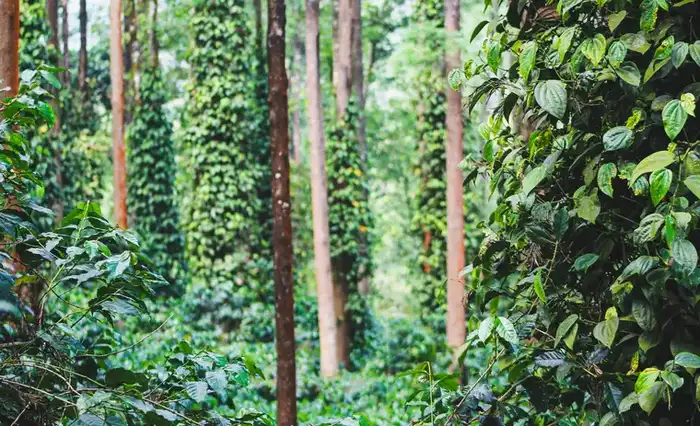 Aromatic Spice Plantations