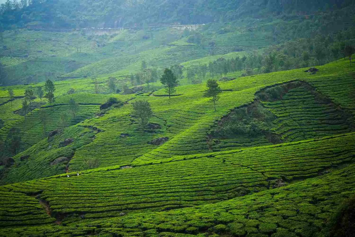 Vagamon + Munnar Itinerary