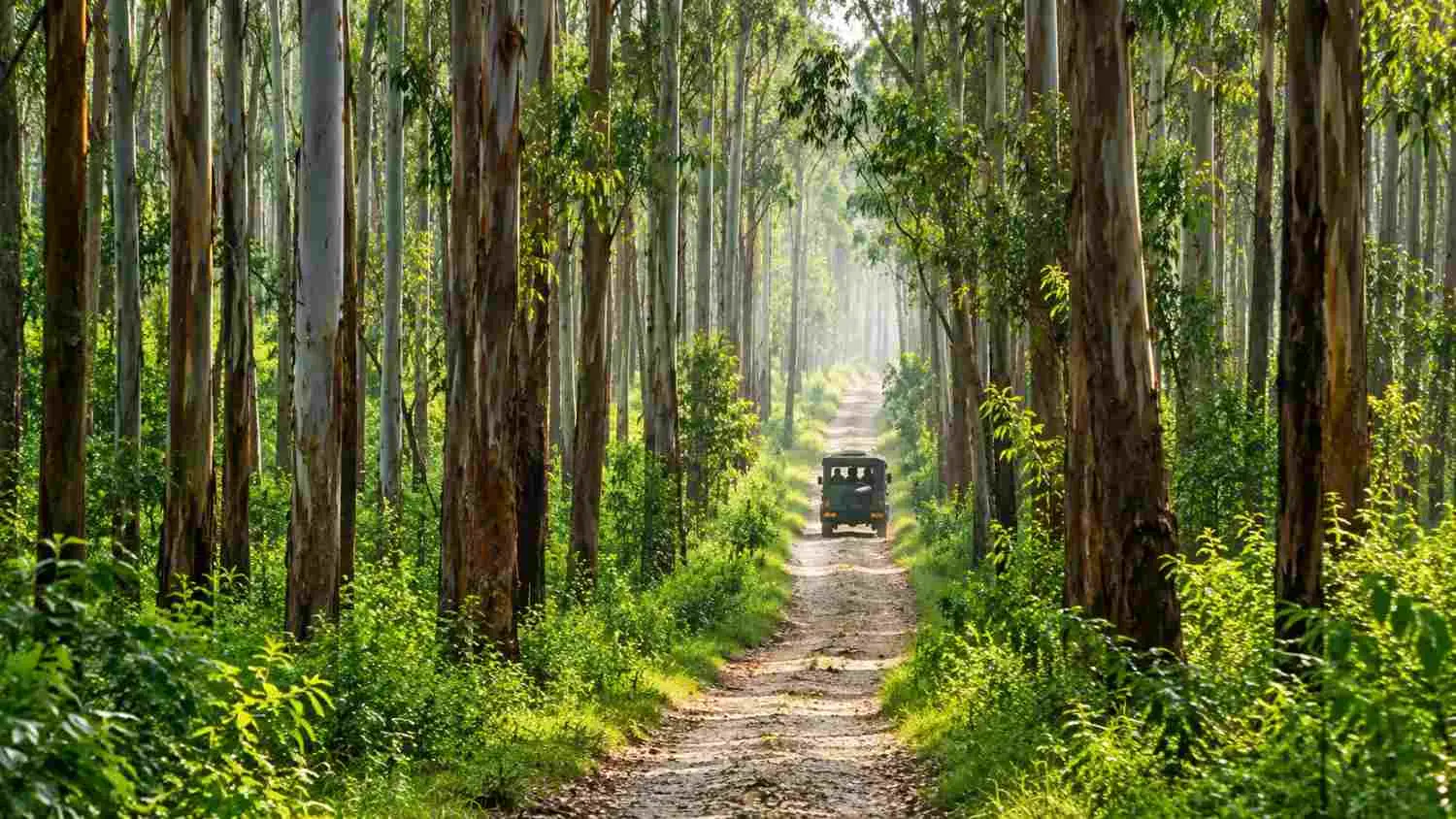 Muthanga and Tholpetty Wildlife Sanctuaries