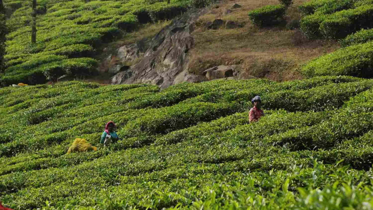 2 Nights / 3 Days Wayanad Itinerary