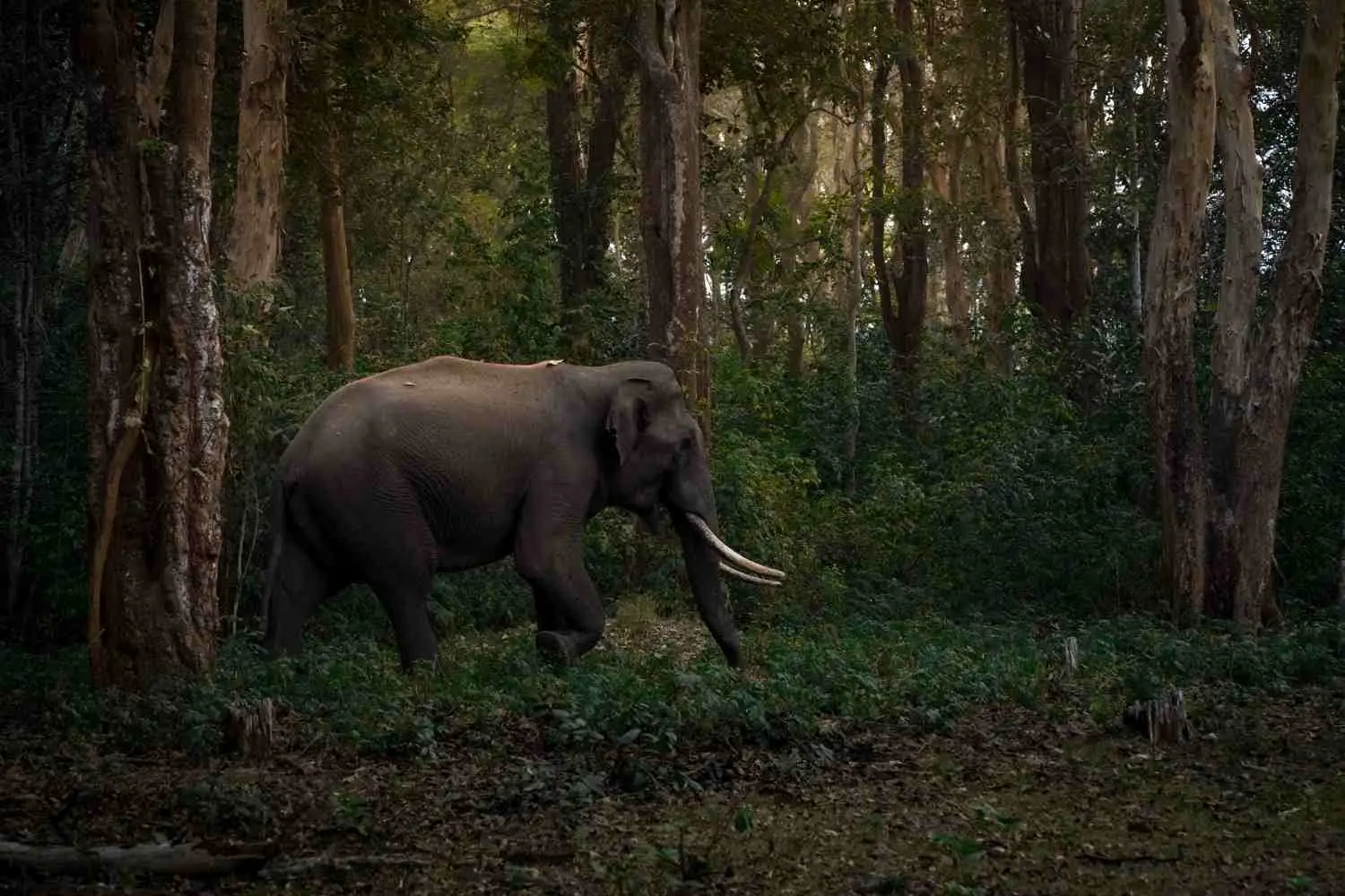 3 Nights / 4 Days Wayanad Itinerary