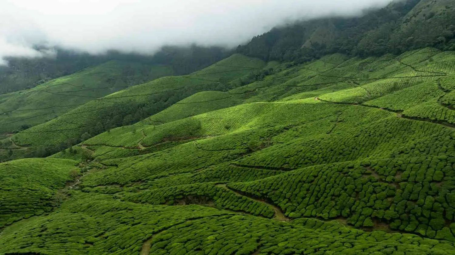 Wayanad + Munnar Itinerary