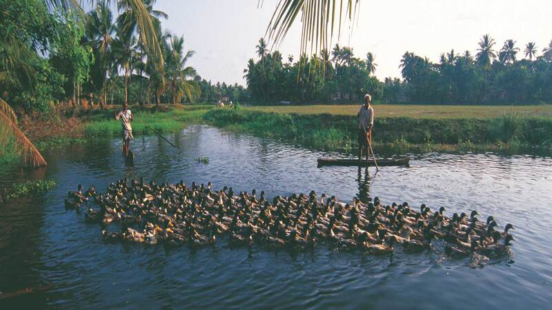 Kumbalangy Village Half Day Tour