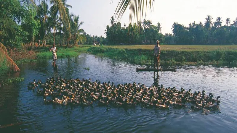 Kumbalangy Village Half Day Tour