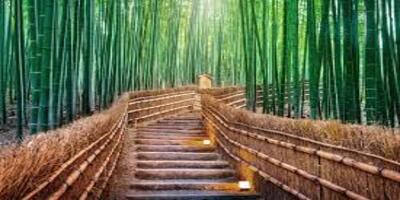 Arashiyama Bamboo Grove